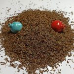 زیره سیاه - تصویر 6