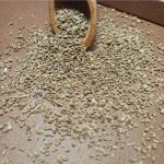 خرید دمنوش زنیان خشک شده