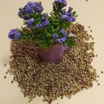 تخم گشنیز - تصویر 4