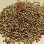 تخم گشنیز خشک شده درجه یک