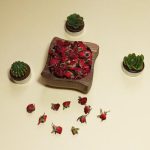 غنچه گل سرخ بهترین قیمت خرید