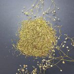 خرید برگ رزماری یا اکلیل کوهی