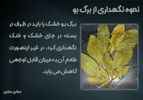 نحوه نگهداری از برگ بو - برگ بو - خرید برگ بو - قیمت برگ بو