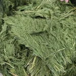 شوید پفکی بهترین قیمت خرید شوید خشک پفکی با برگ و ساقه