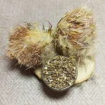 گل خار مریم بهترین قیمت خرید