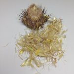 گل خار مریم بهترین قیمت خرید