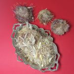 گل خار مریم بهترین قیمت خرید