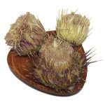 گل خار مریم بهترین قیمت خرید