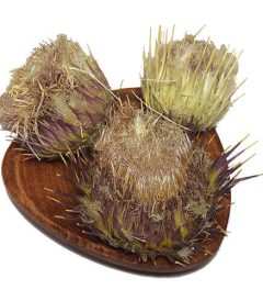 گل خار مریم بهترین قیمت خرید