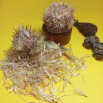 گل خار مریم بهترین قیمت خرید