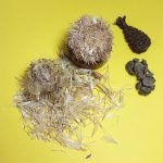 گل خار مریم بهترین قیمت خرید