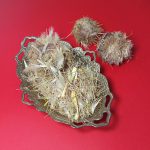 گل خار مریم بهترین قیمت خرید