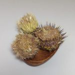 گل خار مریم بهترین قیمت خرید