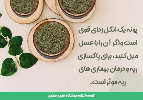 پونه خشک بهترین قیمت خرید برگ پونه با ارسال سریع