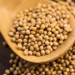 خرید دانه خردل زرد یا تخم خردل زرد