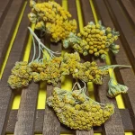 خرید سرگل بومادران خشک شده
