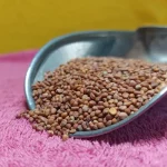 تخم، دانه یا بذر تربچه