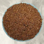 تخم، دانه یا بذر تربچه