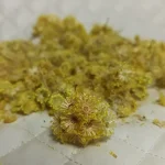 افسنتین، افسنطین یا خاراگوش