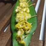 افسنتین، افسنطین یا خاراگوش