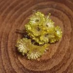 افسنتین، افسنطین یا خاراگوش