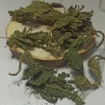 گزنه دمنوش با طبع گرم و خشک