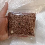 تخم، دانه یا بذر تربچه