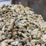گل بیدمشک خشک - خرید گل بیدمشک خشک - خرید بیدمشک - بیدمشک خشک