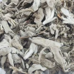 قیمت و خرید گیاه خرگوشک - ماهور